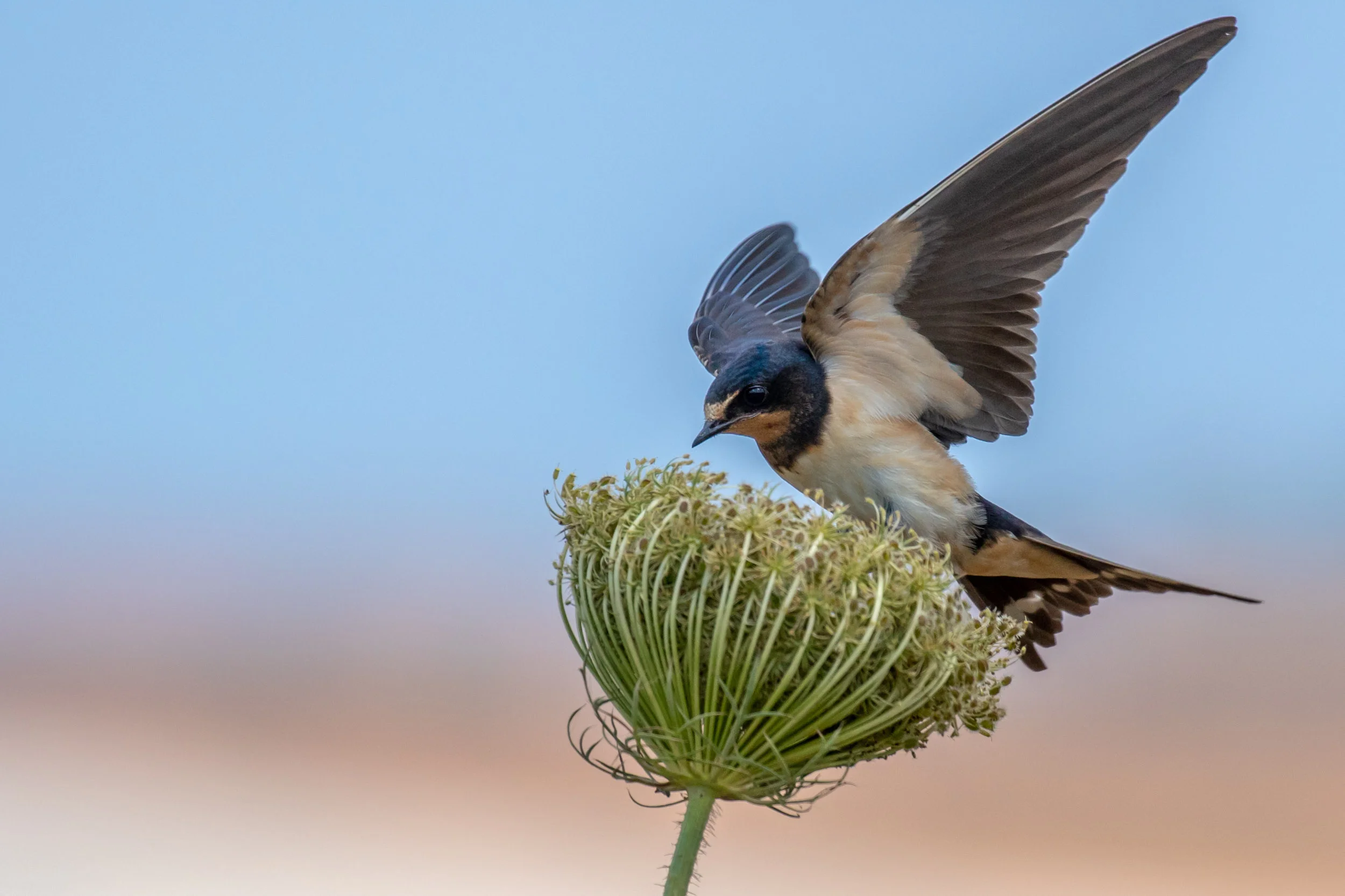 Barn swallow landing on a wild carrot flower