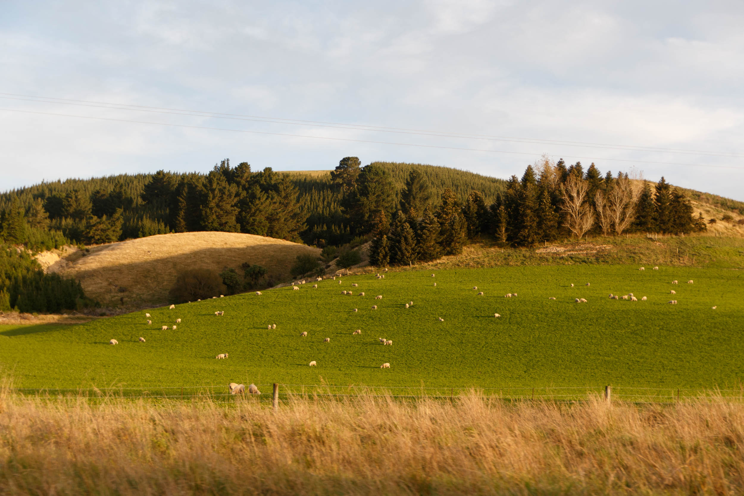 New Zealand