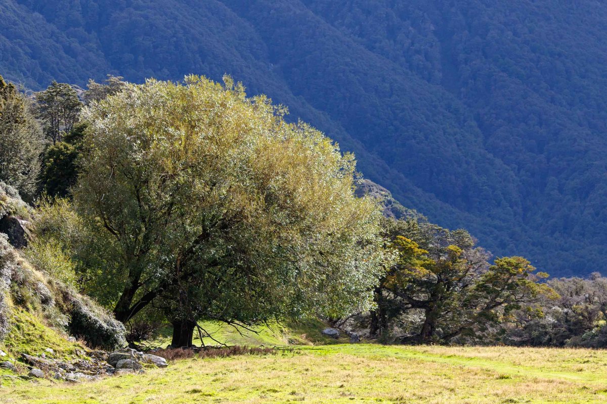 Landscapes 4