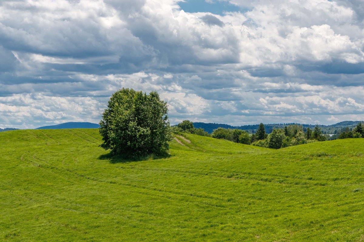 Landscapes 11