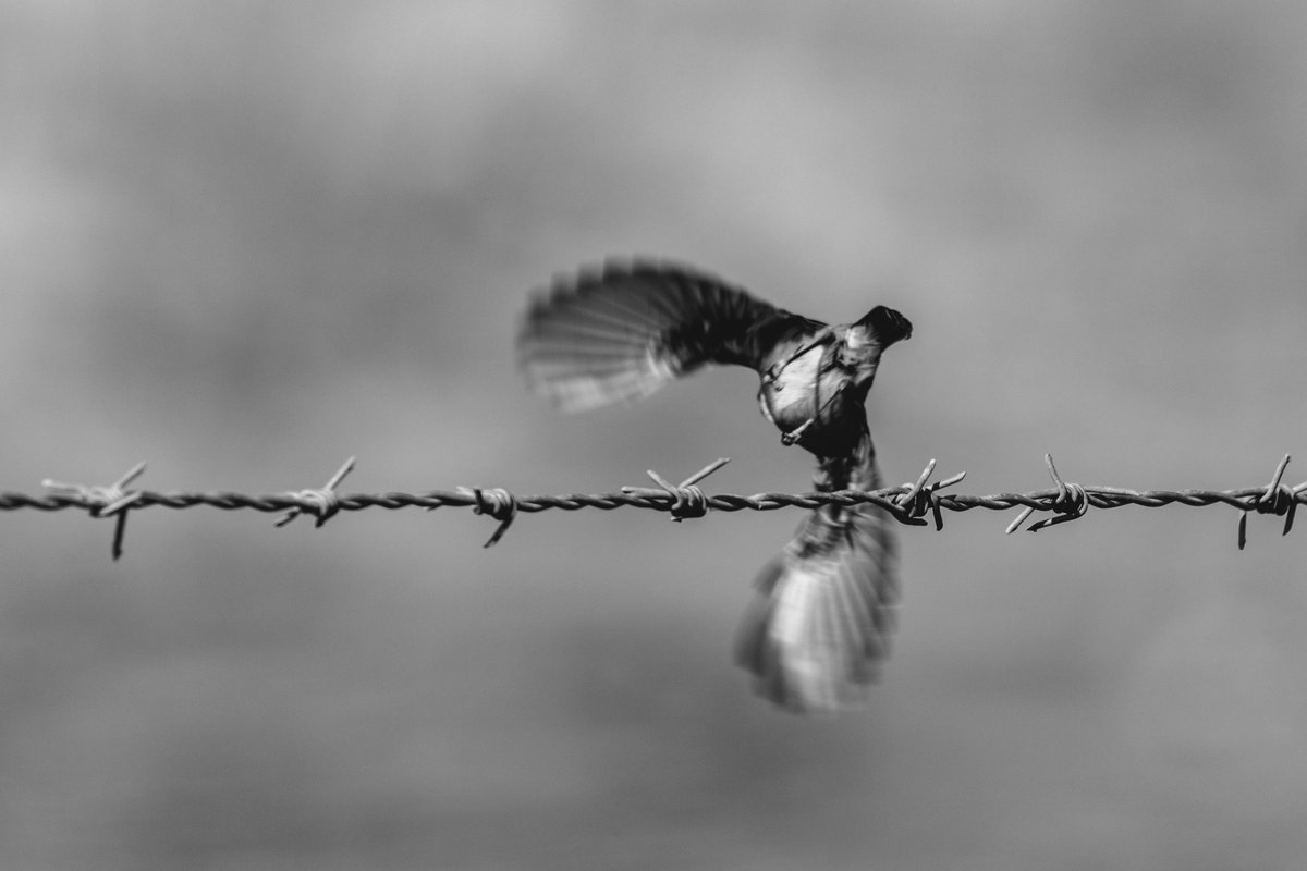 Monochrome 3