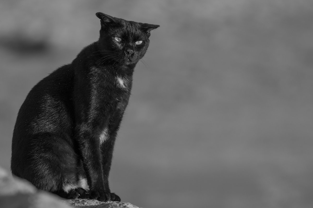 Monochrome 4
