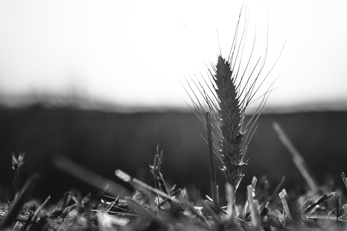 Monochrome 20