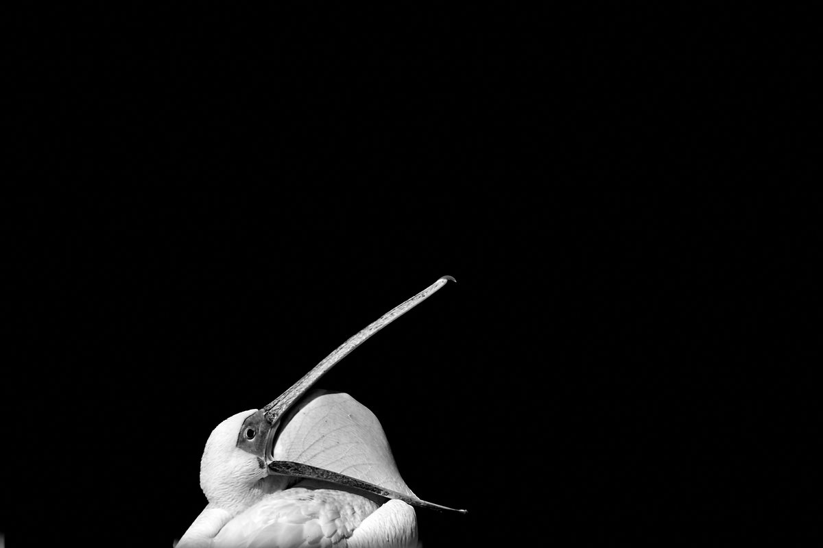 Monochrome 43