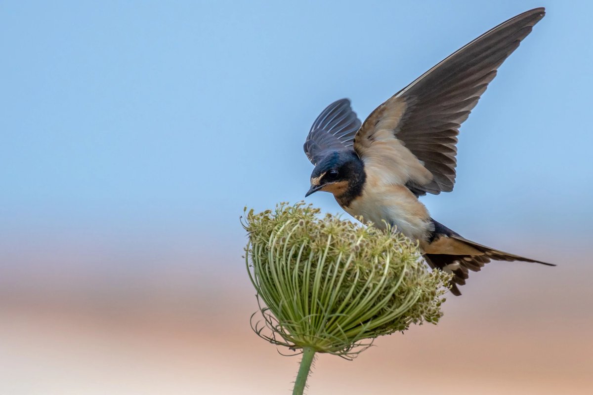 Nature 1