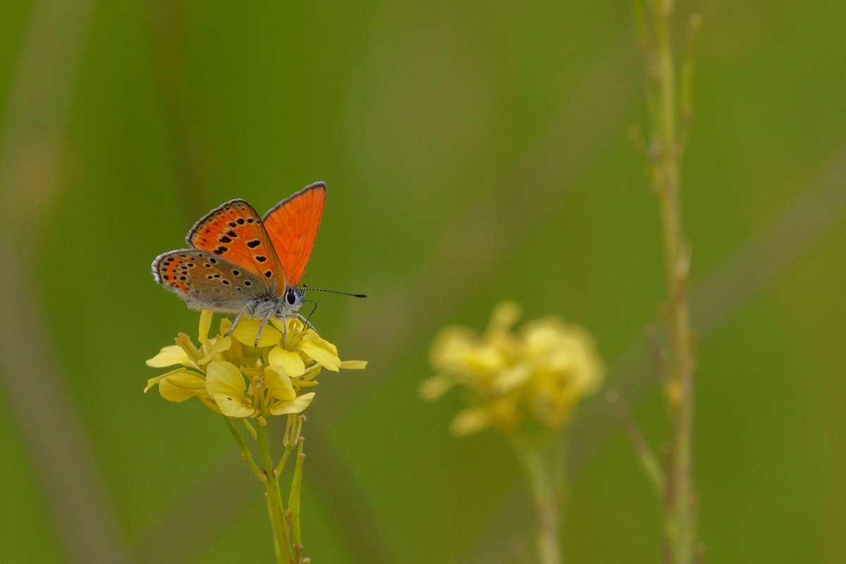 Nature 15