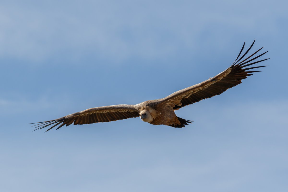 Nature 20