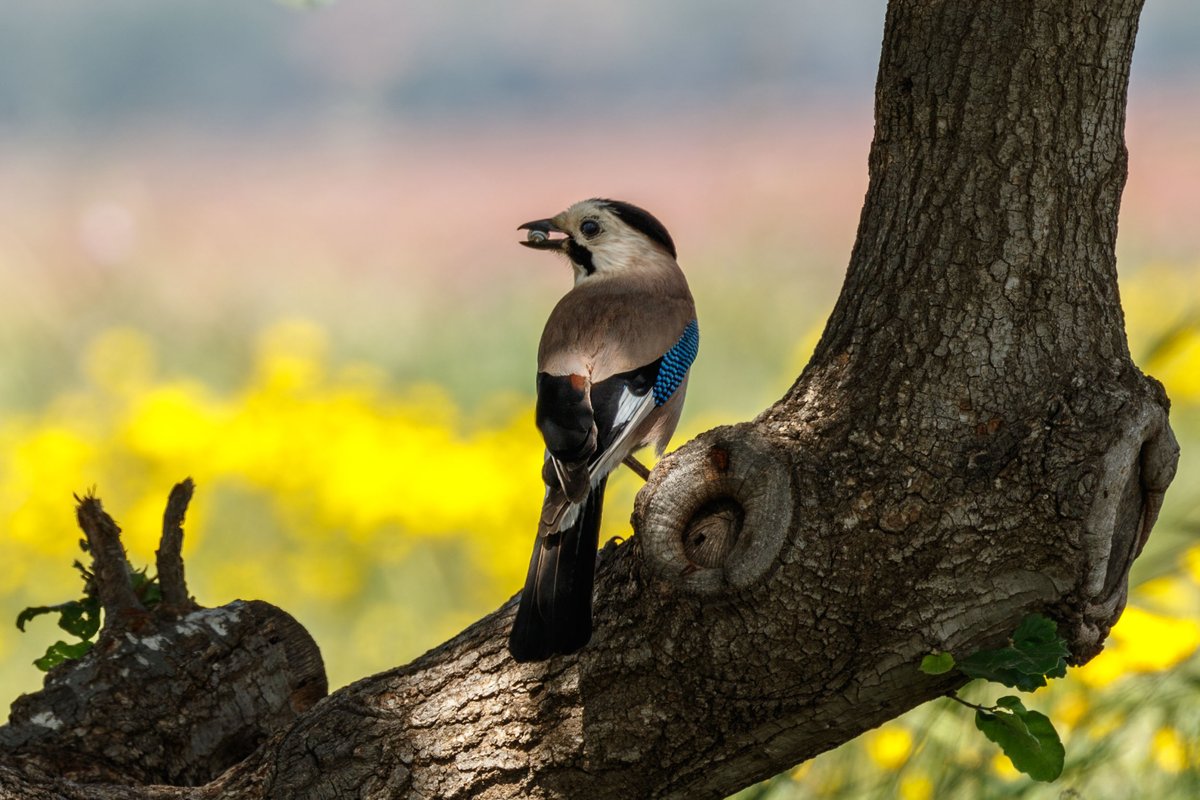 Nature 40