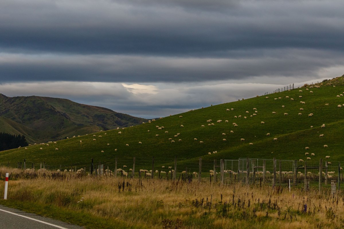 New Zealand 18