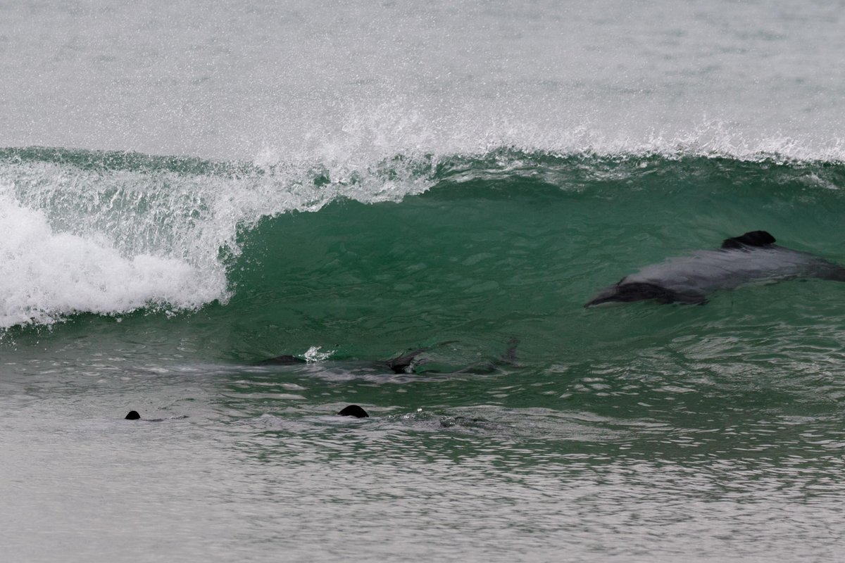 New Zealand 19