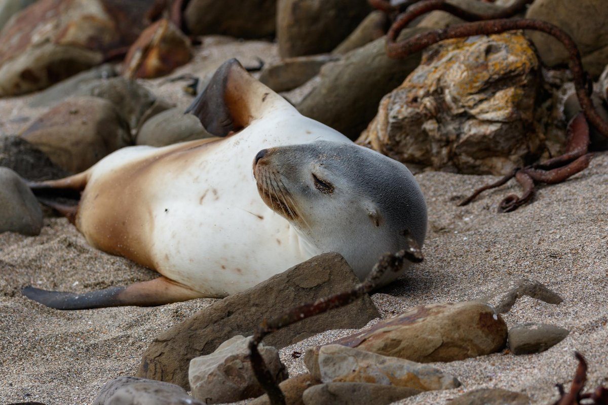 New Zealand 20