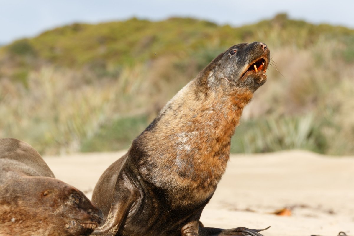 New Zealand 24