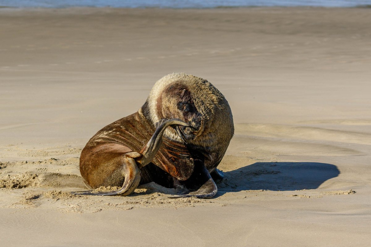 New Zealand 27