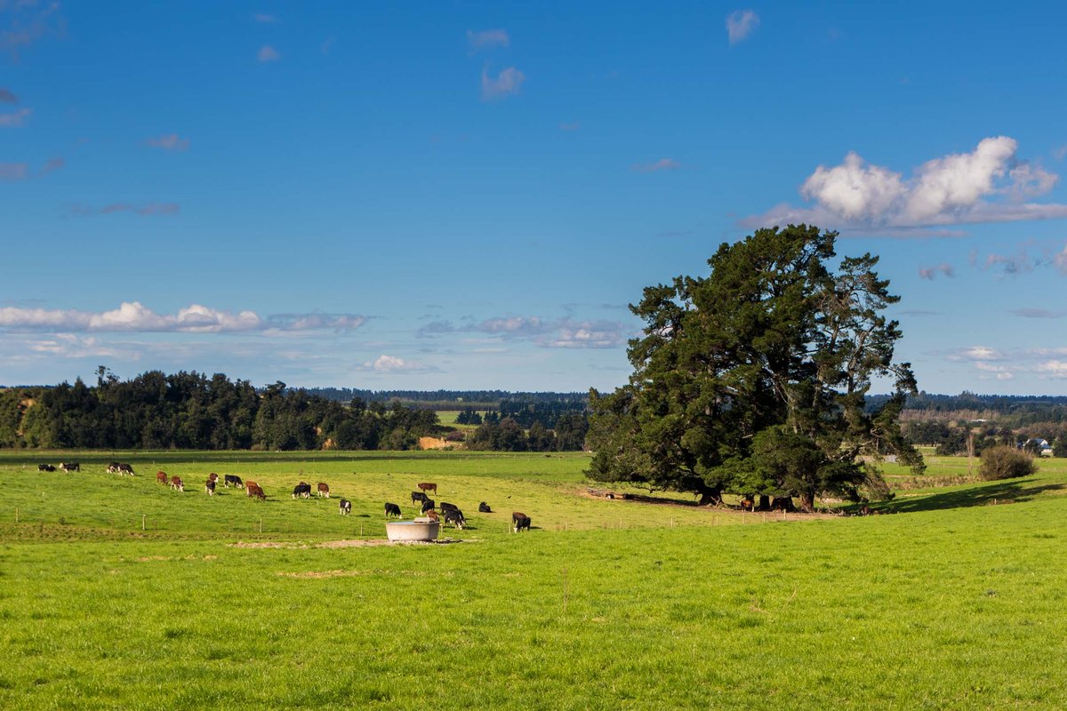 New Zealand 29