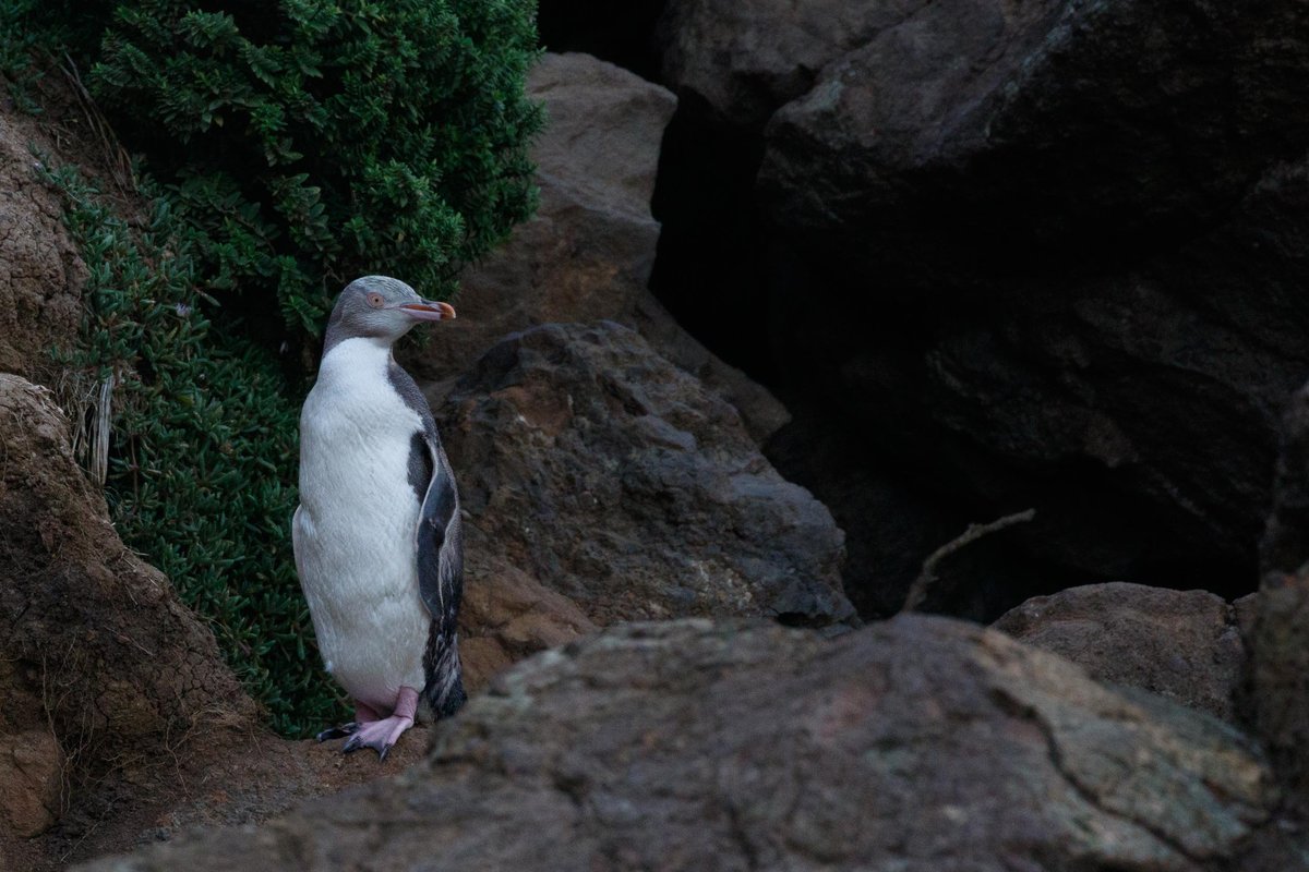 New Zealand 33